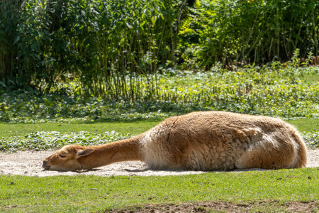 Vicunas, Vicugna Vicugna, relatives of the llama which live in the high alpine areas of the Andesの写真素材