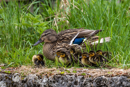 Wild duck or mallard, Anas platyrhynchos family with young goslings at a lake in Munich, Germany.The mallard is a dabbing duck.の写真素材