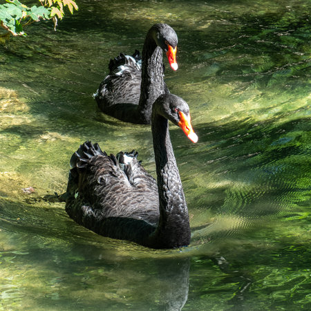 The Black Swan, Cygnus atratus is a large waterbird, a species of swan which breeds mainly in the southeast and southwest regions of Australia.の写真素材