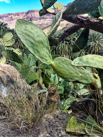 Rocky landscape of the Palm valley at Arteara in Gran Canaria island, Spain. Gran Canaria is the second most populous island of the Canary Islands in Atlantic Ocean.の写真素材