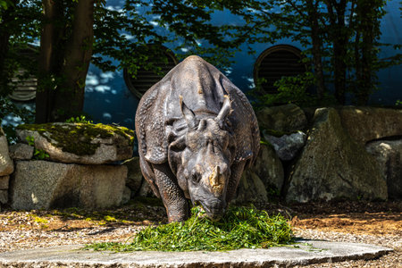 The Indian Rhinoceros, Rhinoceros unicornis is also called Greater One-horned Rhinoceros and Asian One-horned Rhinoceros and belongs to the Rhinocerotidae family.の写真素材