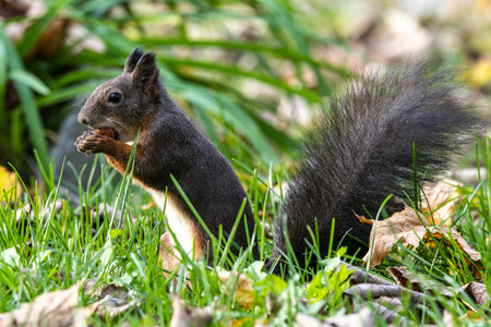 Gray squirrel, Sciurus at Old North Cemetery of Munich, Germany in Europeの写真素材