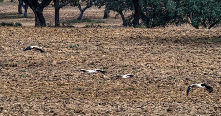 White storks, Ciconia ciconia walking on a plowed field at Villa del Rey, Extremadura, Spain. Big...