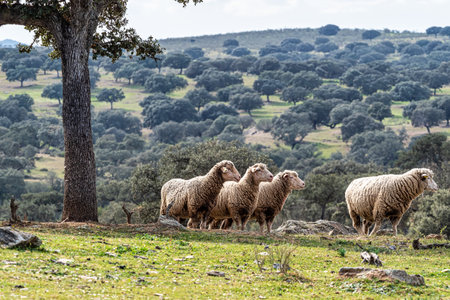 Sheeps grazing on a green meadow at Membrio, Extremadura in Spain, Europeの写真素材