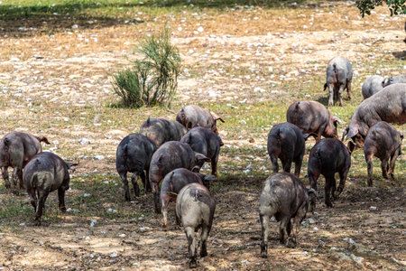 Iberian pigs grazing among the oaks on the fields at Membrio, Extremadura in Spain, Europeの写真素材