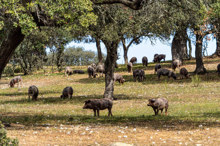 Iberian pigs grazing among the oaks on the fields at Membrio, Extremadura in Spain, Europeの写真素材