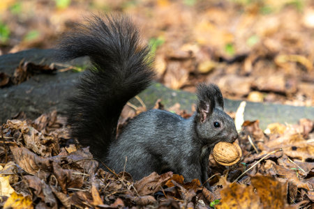 Gray squirrel, Sciurus at Old North Cemetery of Munich, Germany in Europe