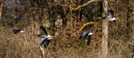The greylag goose, Anser anser is a species of large goose in the waterfowl family Anatidae and the...
