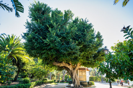 Cadiz, Spain - Nov 16, 2022: Beautiful green genoves public park, path with unusual shapes and designs trees in one of oldest city in Europe, Cadiz, Andalusia, Spainのeditorial素材