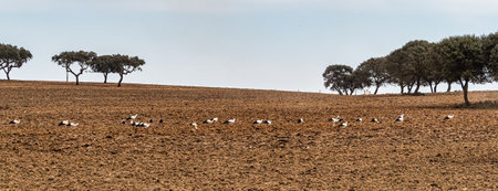 White storks, Ciconia ciconia walking on a plowed field at Villa del Rey, Extremadura, Spain. Big...