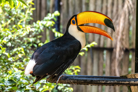 Toco toucan at the Bird Park Parque Das Aves, located in the town of Foz do Iguacu, near the famous...