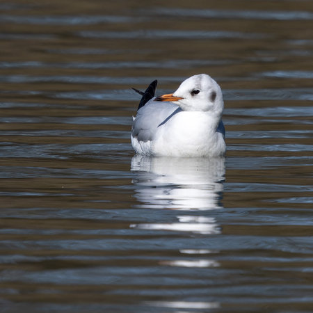 The European Herring Gull, Larus argentatus is a large gull, one of the best known of all gulls along the shores of western Europeの写真素材