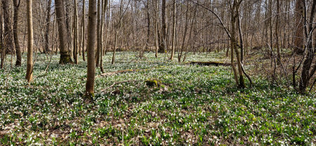Snowflake Forest. Lovely white and wild Snowflake Leucojum vernum Flowers in early march in a German forest at Genderkingen, Bavaria, Germanyの写真素材