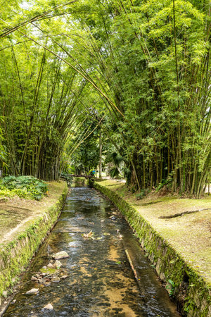 Beautiful view of the flora near the lake of Frei Leandro in Amazon Region of Botanical Garden, Jardim Botanico, located in the South Zone of Rio de Janeiro, Brazil.の写真素材