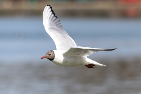 Closeup of a Black-Headed Gull, Chroicocephalus ridibundus flying over a lake in the English Garden...