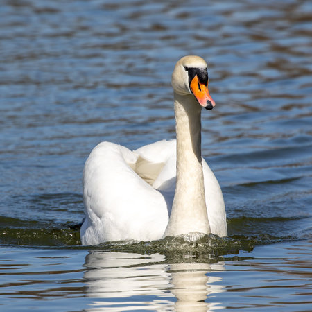 The Mute swan, Cygnus olor is a species of swan and a member of the waterfowl family Anatidae. Here swimming on a lake in Munich, Germanyの写真素材