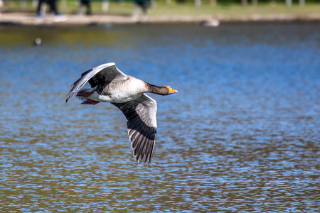 The greylag goose, Anser anser is a species of large goose in the waterfowl family Anatidae and the type species of the genus Anser. Here flying in the air.の写真素材