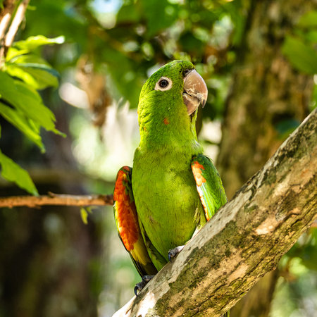 Periquitao-maracana, White-eyed Parakeet, Psittacara leucophthalmus in Iguazu National park, Foz do...