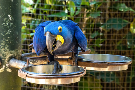 The hyacinth macaw, Anodorhynchus hyacinthinus, or hyacinthine macaw or blue macaw in Iguazu...