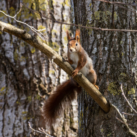 Wild eurasian red squirrel, sciurus vulgaris sitting on a tree. Little fluffy animal at Tapfheim, Bavaria in Germanyの写真素材