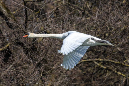 The Mute swan, Cygnus olor is a species of swan and a member of the waterfowl family Anatidae. Here flying over a lake in the English Garden in Munich, Germanyの写真素材