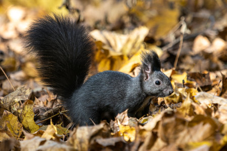 Gray squirrel, Sciurus at Old North Cemetery of Munich, Germany in Europeの写真素材