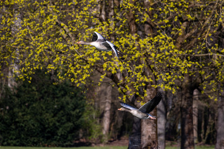 The greylag goose, Anser anser is a species of large goose in the waterfowl family Anatidae and the type species of the genus Anser. Here flying in the air.の写真素材