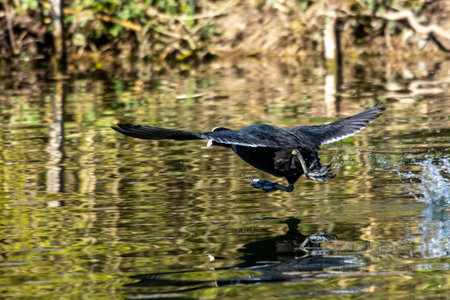 Eurasian coot, Fulica atra chasing each other by running across the water. Also known as the common coot, or Australian coot, is a member of the bird family, the Rallidae.の写真素材