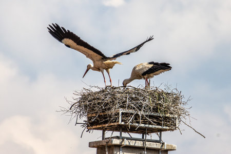 White Stork, Ciconia ciconia on the nest in Oettingen, Swabia, Bavaria, Germany in Europe. Ciconia...