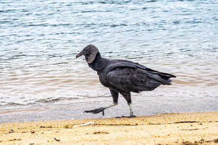 Black brazilian vulture, Coragyps atratus at the beach of the colonial city of Paraty, Rio de Janeiro, Brazil.の写真素材