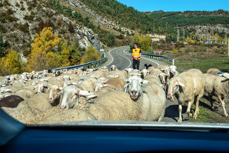 Hecho, Spain - Oct 23, 2022: Driving through flock of goats and sheep at Hecho, Aragon, Spain.のeditorial素材