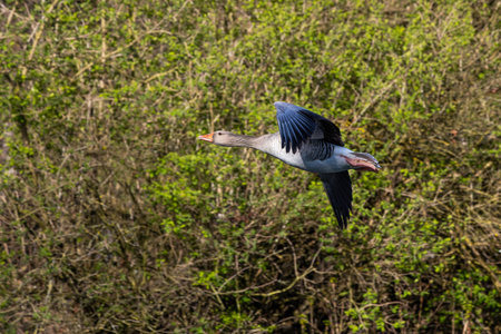 The greylag goose, Anser anser is a species of large goose in the waterfowl family Anatidae and the type species of the genus Anser. Here flying in the air.の写真素材
