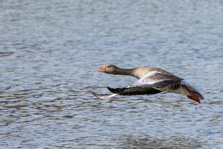 The greylag goose, Anser anser is a species of large goose in the waterfowl family Anatidae and the type species of the genus Anser. Here flying in the air.の写真素材