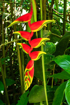 Colorful flowers in the Iguazu Falls park. Foz do Iguacu in Brazilの写真素材