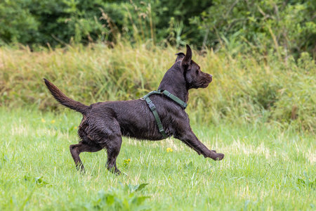 Labrador Retriever, Canis lupus familiaris on a grass field. Healthy chocolate brown labrador...