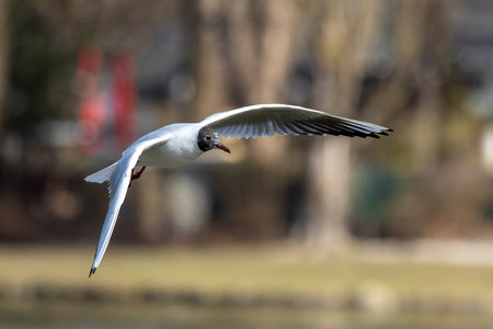 Closeup of a Black-Headed Gull, Chroicocephalus ridibundus flying over a lake in the English Garden in Munich, Germany. Adult winter plumageの写真素材