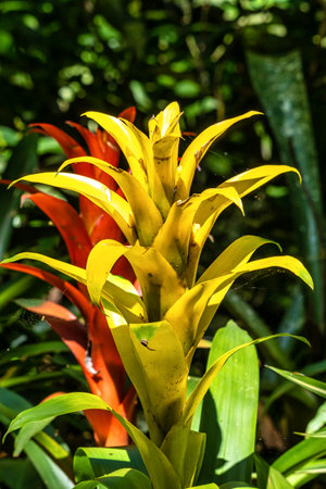 Colorful flowers in the Iguazu Falls park. Foz do Iguacu in Brazilの写真素材