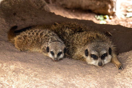 Meerkat, Suricata suricatta sitting under a stone and looking into the distance.の写真素材