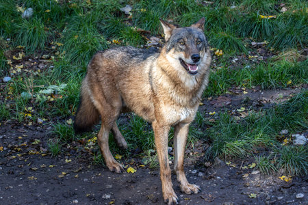The wolf, Canis lupus, also known as the gray wolf or timber wolf is a canine native to the...