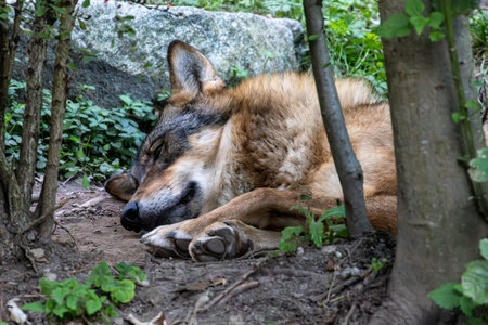 The wolf, Canis lupus, also known as the gray wolf or timber wolf is a canine native to the...