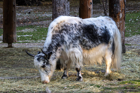 The domestic yak, Bos grunniens is a long-haired domesticated bovid found throughout the Himalayan...