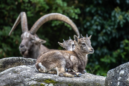 Young baby mountain ibex on a rock - capra ibex in a german park