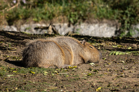 The capybara, Hydrochoerus hydrochaeris is a mammal native to South America. It is the largest living rodent in the world.の写真素材