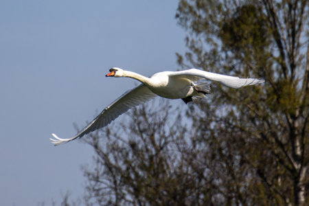 The Mute swan, Cygnus olor is a species of swan and a member of the waterfowl family Anatidae. Here flying over a lake in the English Garden in Munich, Germanyの写真素材