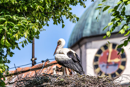White Stork, Ciconia ciconia with small babies on the nest in Oettingen, Swabia, Bavaria, Germany in Europe. Ciconia ciconia is a bird in the stork family Ciconiidae.Its plumage is mainly whiteの写真素材