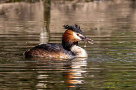 Great Crested Grebe, Podiceps cristatus has caught a fish. Bird with beautiful orange colors, a...