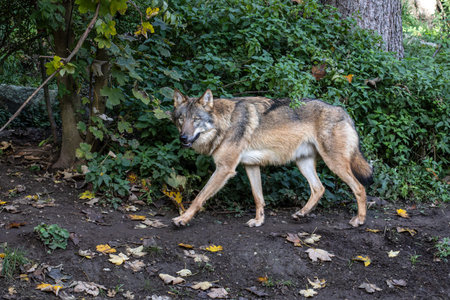 The wolf, Canis lupus, also known as the gray wolf or timber wolf is a canine native to the...