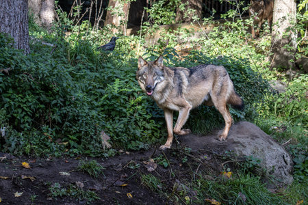 The wolf, Canis lupus, also known as the gray wolf or timber wolf is a canine native to the...