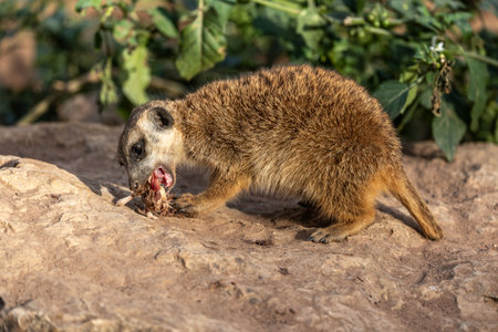 Meerkat, lat. Suricata suricatta sitting on a stone and having dinner with a tasty mouseの写真素材