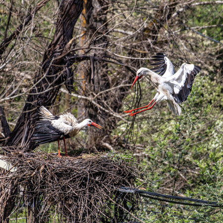 White Storks, Ciconia ciconia, at Povoa e Meadas Dam in Castelo de Vide, Alentejo in Portugal